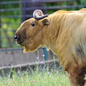 zoo bojnice