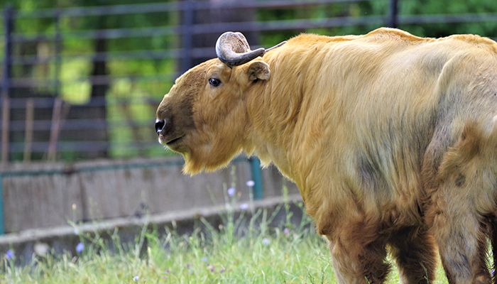 zoo bojnice